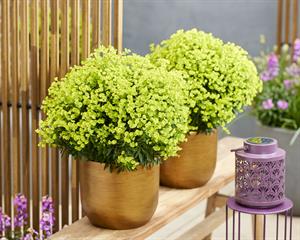 Euphorbia Ascot Petite 